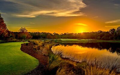 Tiburon Gold Shines Bright