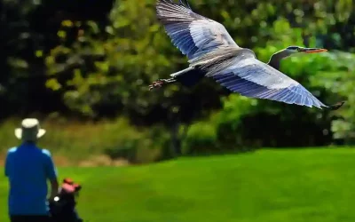 Audubon International Welcomes Porous Pave Sponsorship