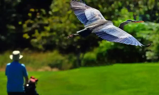 Audubon International Welcomes Porous Pave Sponsorship