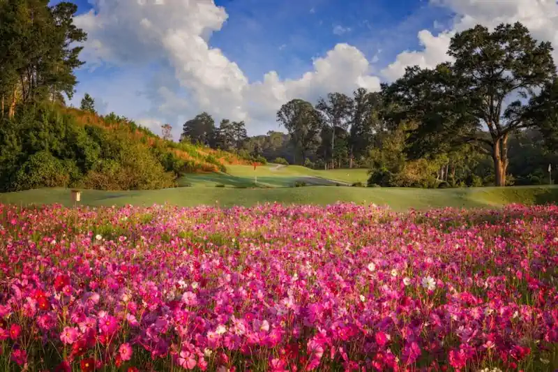 Bobby Jones Golf Course (Bobby Jones Links)