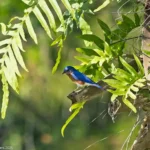 BioBlitz: Audubon International Honors 9th Annual Champions