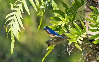 BioBlitz: Audubon International Honors 9th Annual Champions