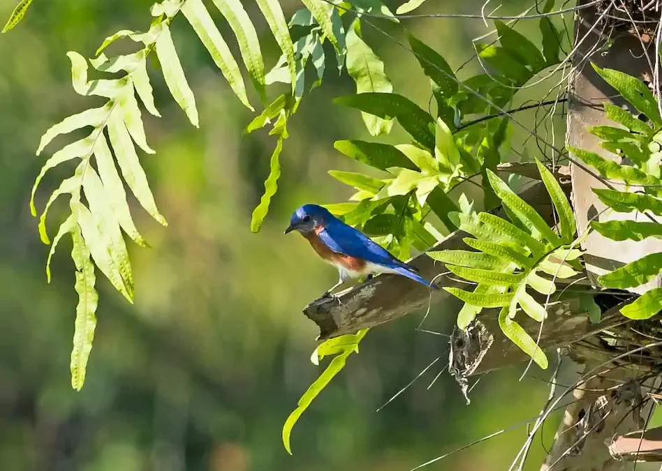 BioBlitz: Audubon International Honors 9th Annual Champions
