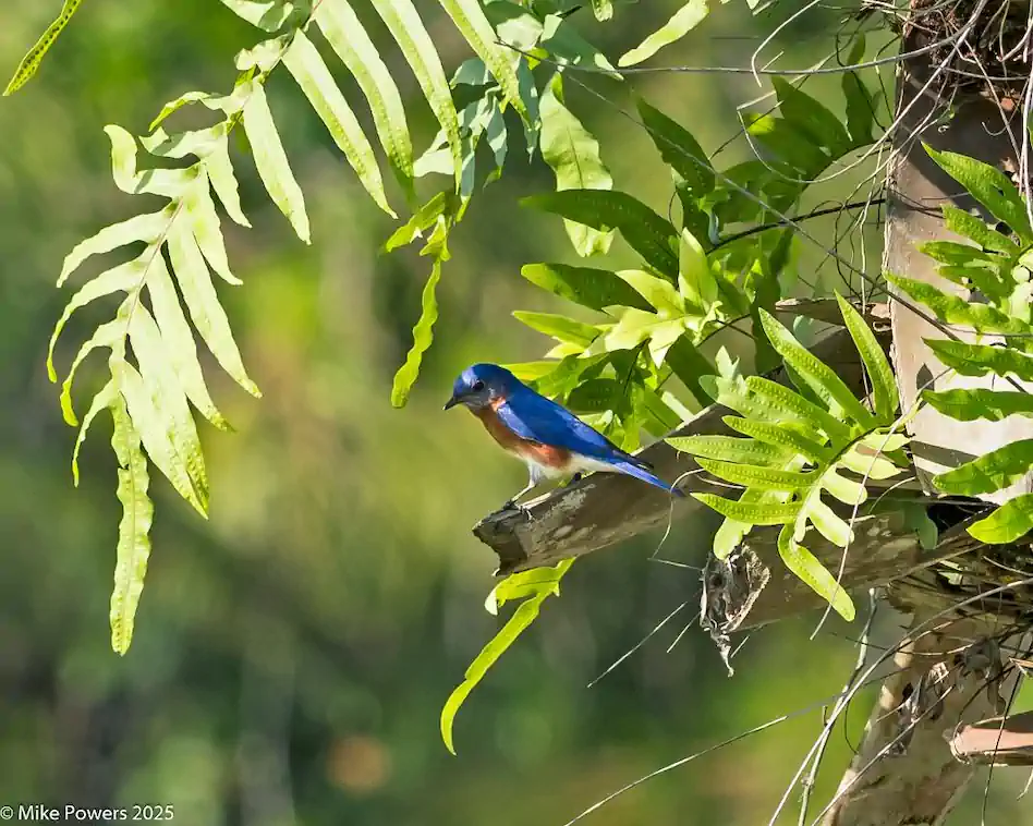 BioBlitz