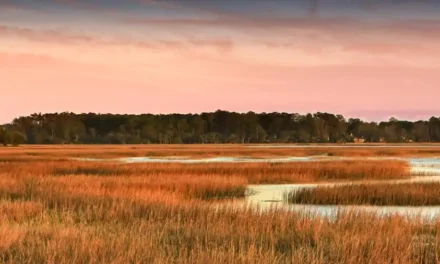 The Landings on Skidaway Island: Coastal Living, Championship Golf, and Exceptional Real Estate Opportunities